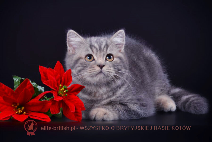 British Cat Breed Health - Blog o brytyjskich kotach i kociętach Elite British.